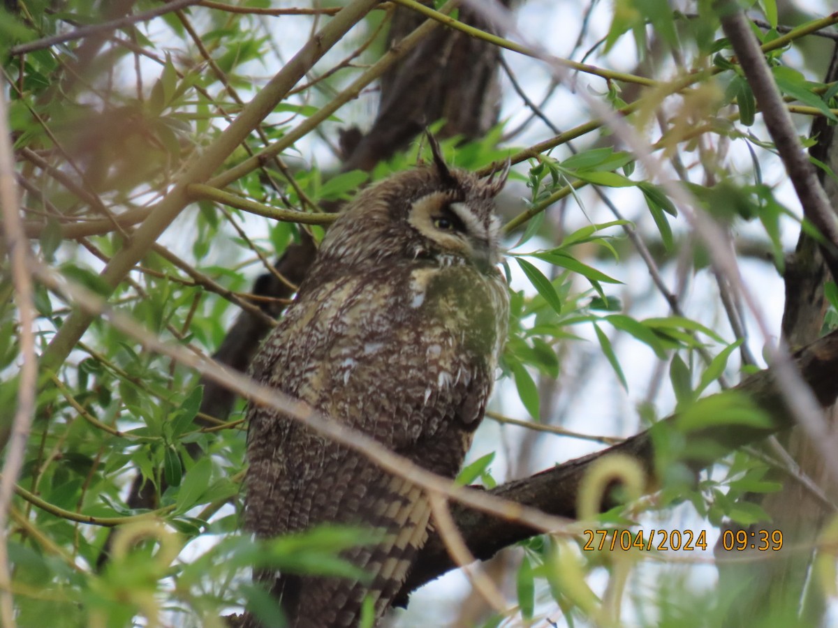 Long-eared Owl - ML618049151