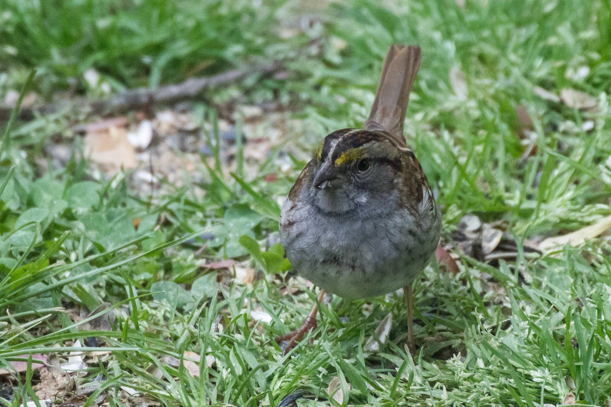 White-throated Sparrow - ML618049157