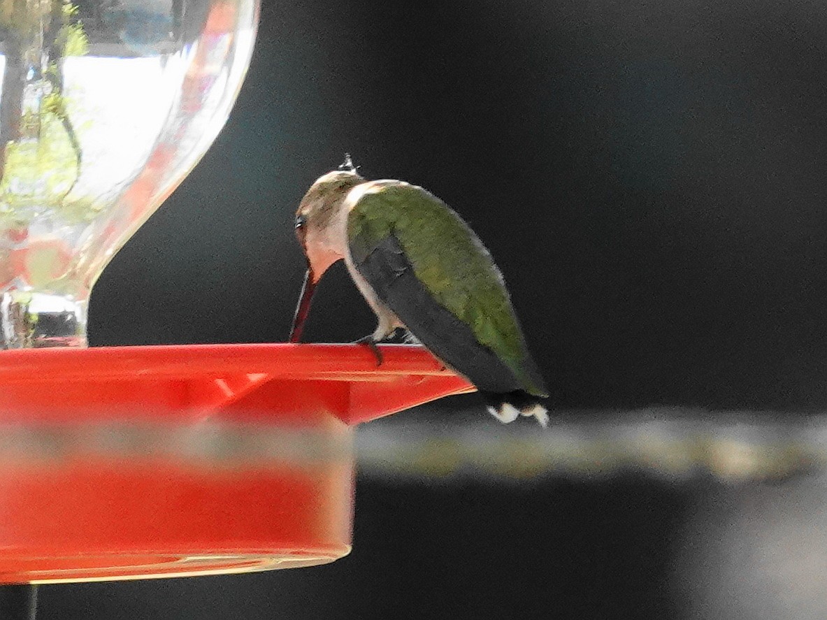 Black-chinned Hummingbird - Peter Herstein