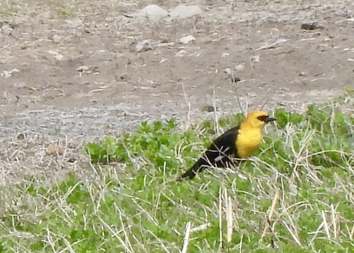 Yellow-headed Blackbird - ML618049178