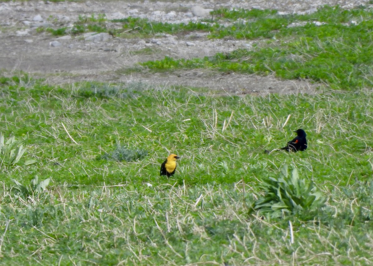 Yellow-headed Blackbird - ML618049180