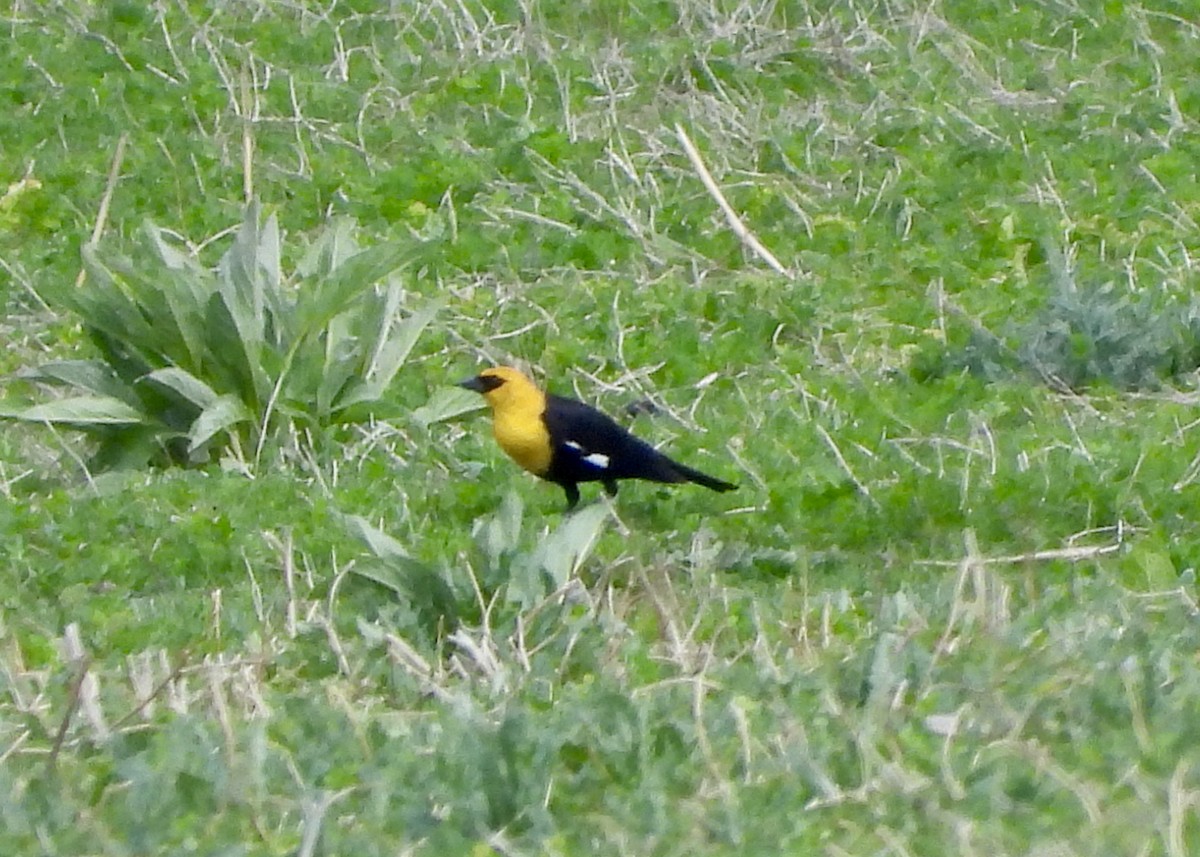 Yellow-headed Blackbird - ML618049181