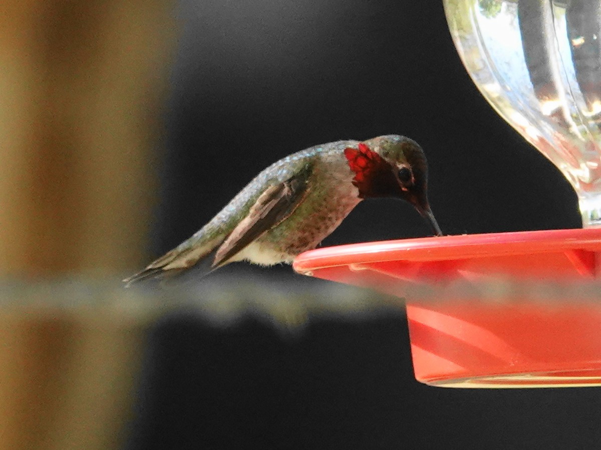 Anna's Hummingbird - ML618049222