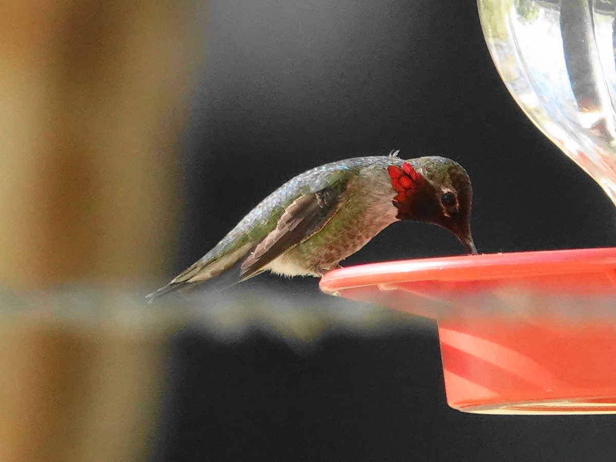 Anna's Hummingbird - ML618049223