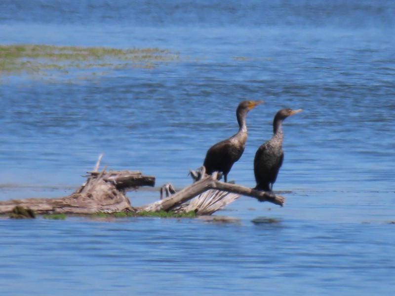 Double-crested Cormorant - suga moriwaki
