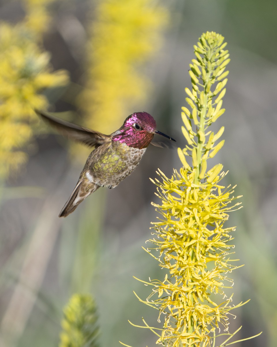 Anna's Hummingbird - ML618049307