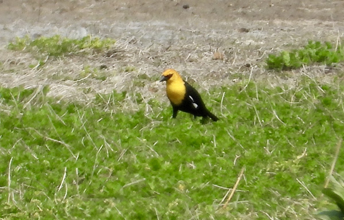 Yellow-headed Blackbird - ML618049310