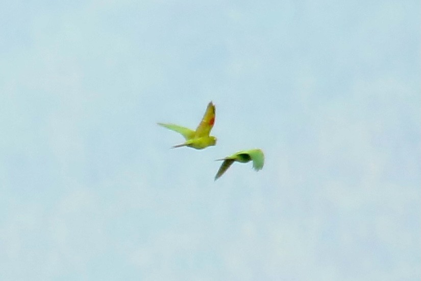 Sulphur-winged Parakeet - Paul Petrus