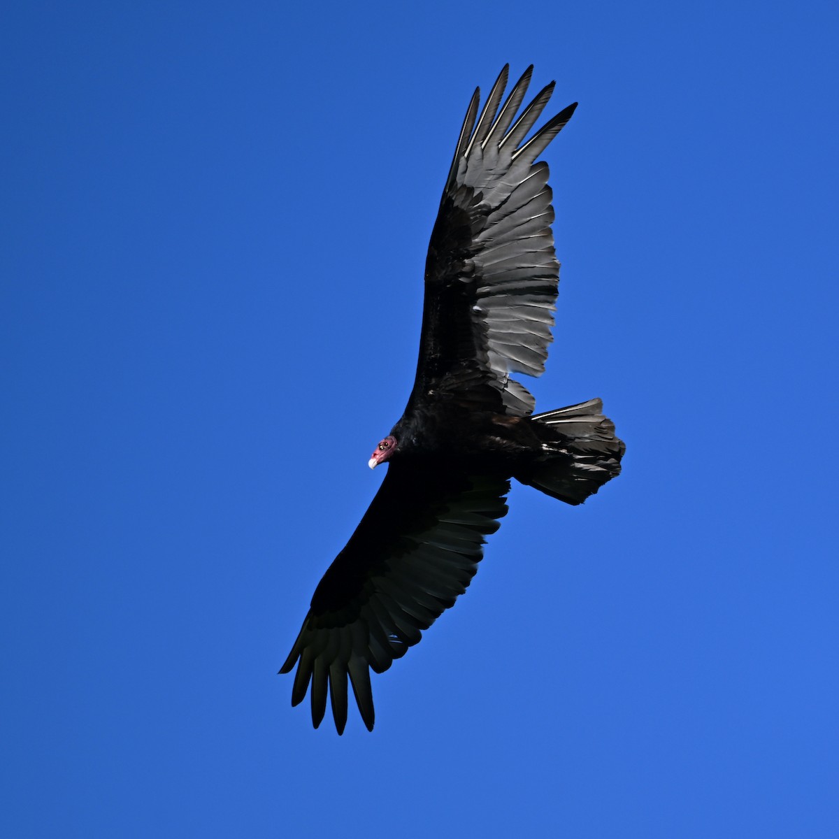 Turkey Vulture - Larry Jordan
