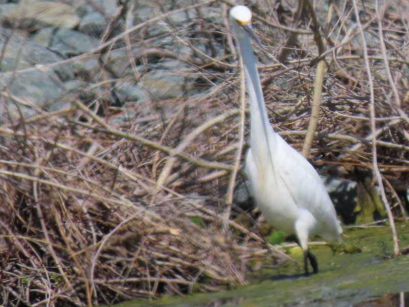Snowy Egret - suga moriwaki