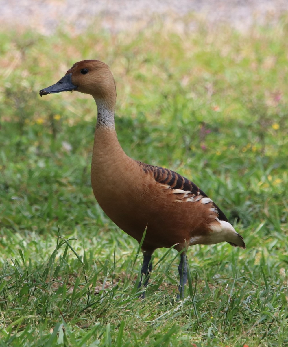 Fulvous Whistling-Duck - Carla Ostrand