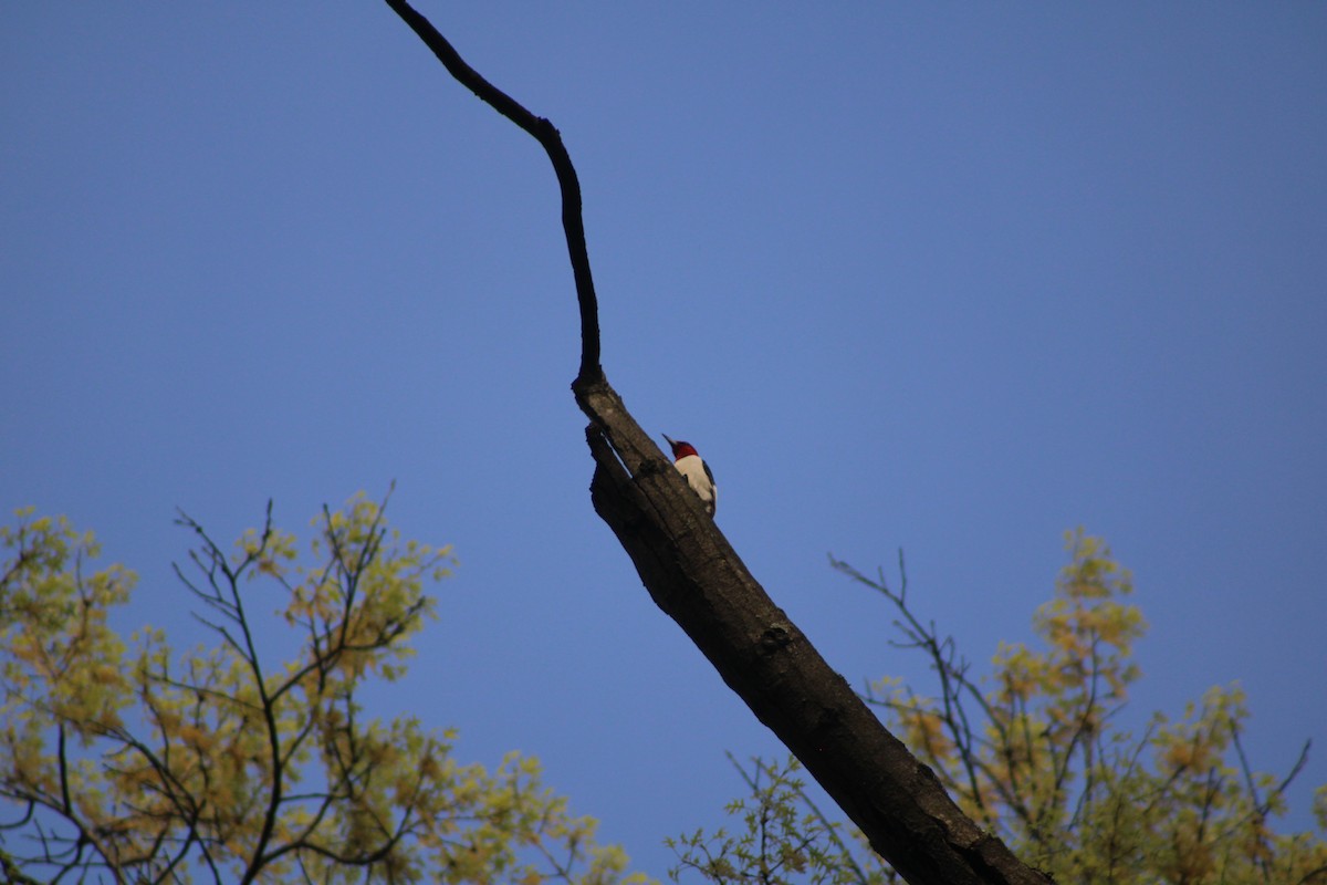 Red-headed Woodpecker - ML618049381