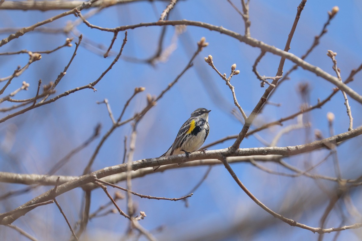 Yellow-rumped Warbler - MELISSA  SOVAY