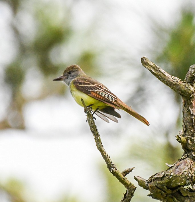 Great Crested Flycatcher - ML618049392