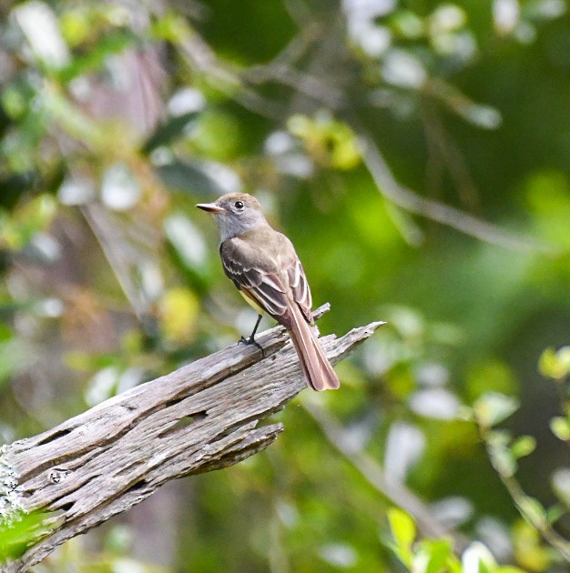 Great Crested Flycatcher - ML618049393