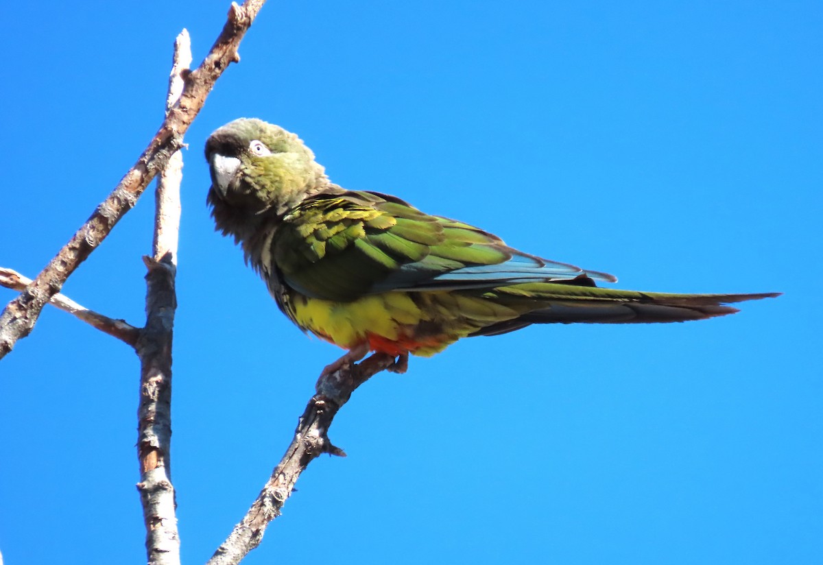 Burrowing Parakeet (Chilean) - ML618049403