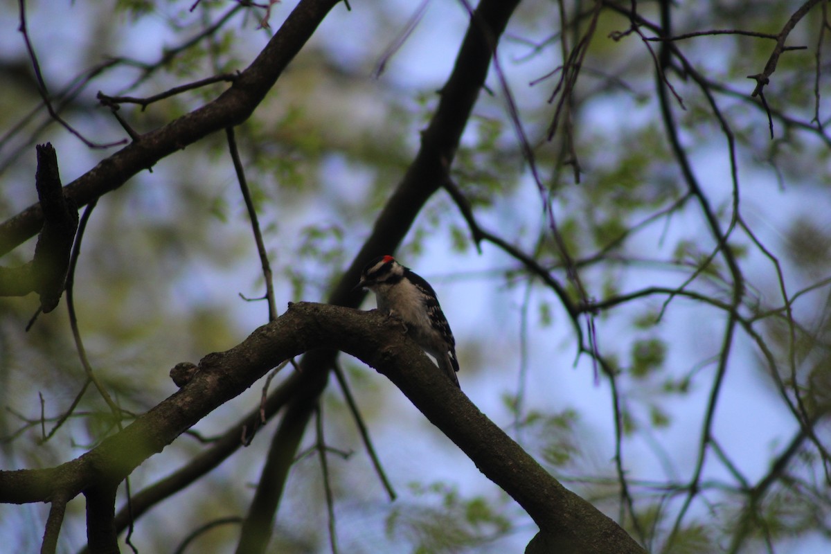 Downy Woodpecker - ML618049419