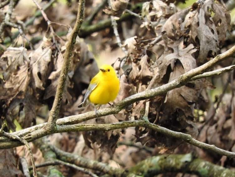 Prothonotary Warbler - ML618049462