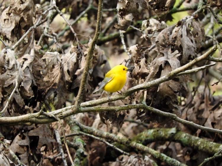 Prothonotary Warbler - Deanna Uphoff