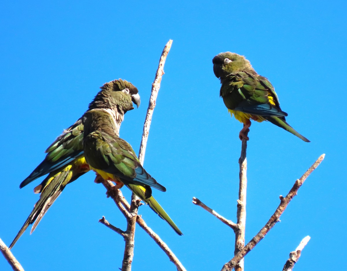 Burrowing Parakeet (Chilean) - Chris Hayward
