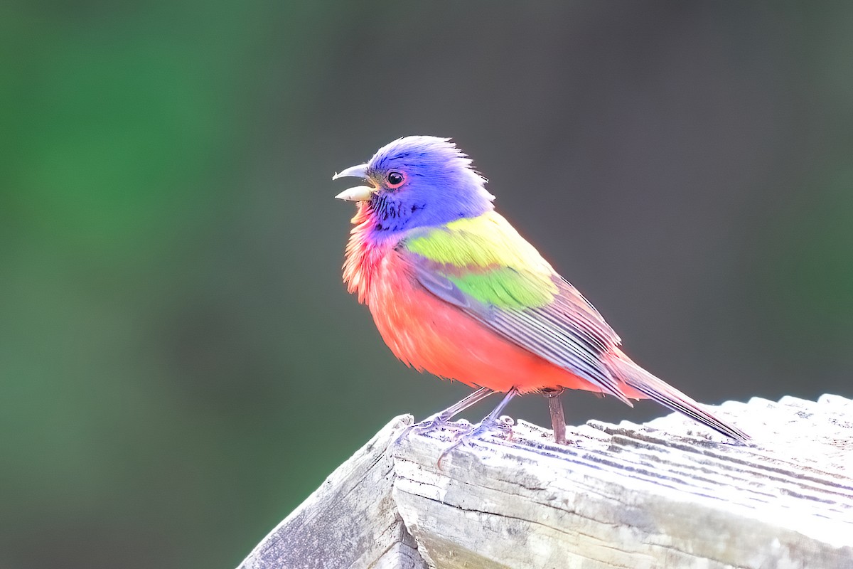Painted Bunting - ML618049477