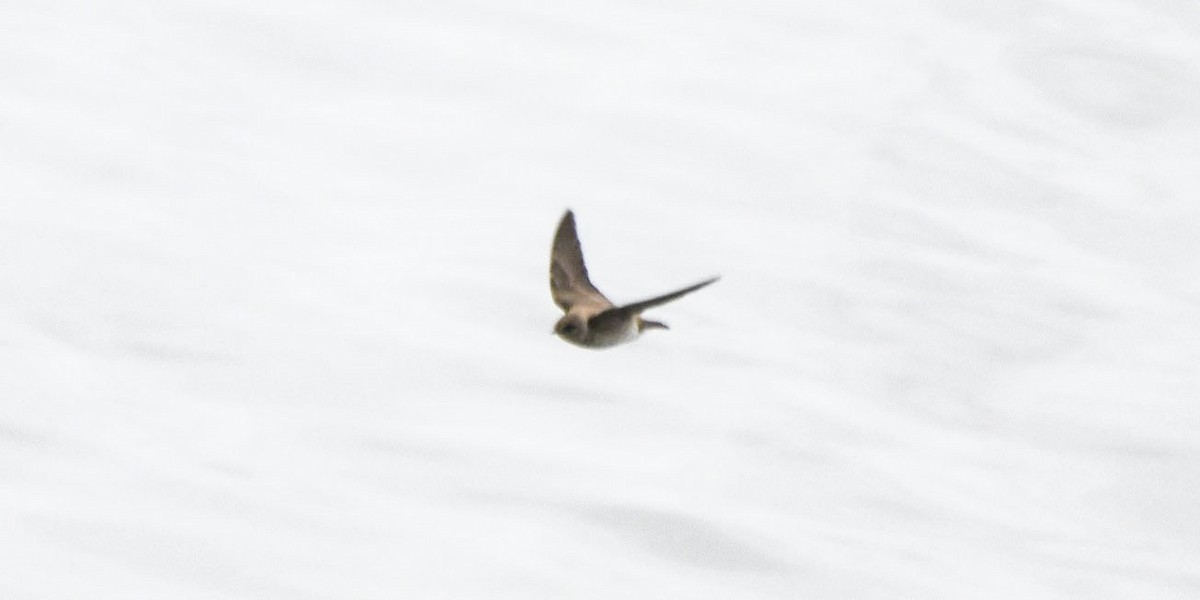 swallow sp. - Tom and Janet Kuehl