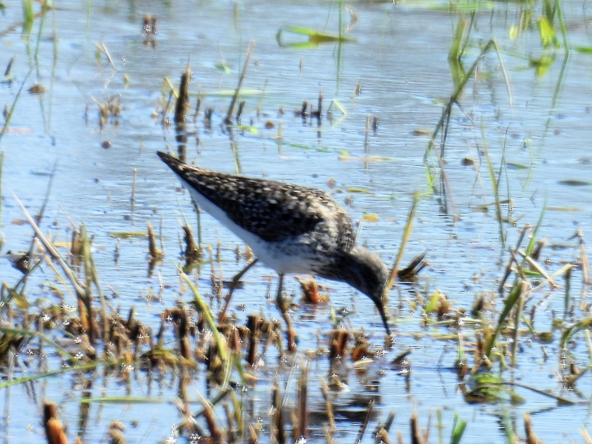 Greater Yellowlegs - Melody Walsh