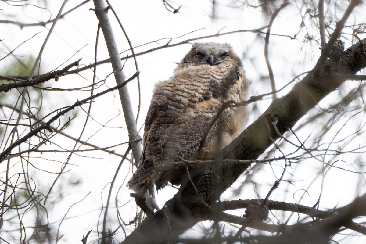 Great Horned Owl - ML618049522