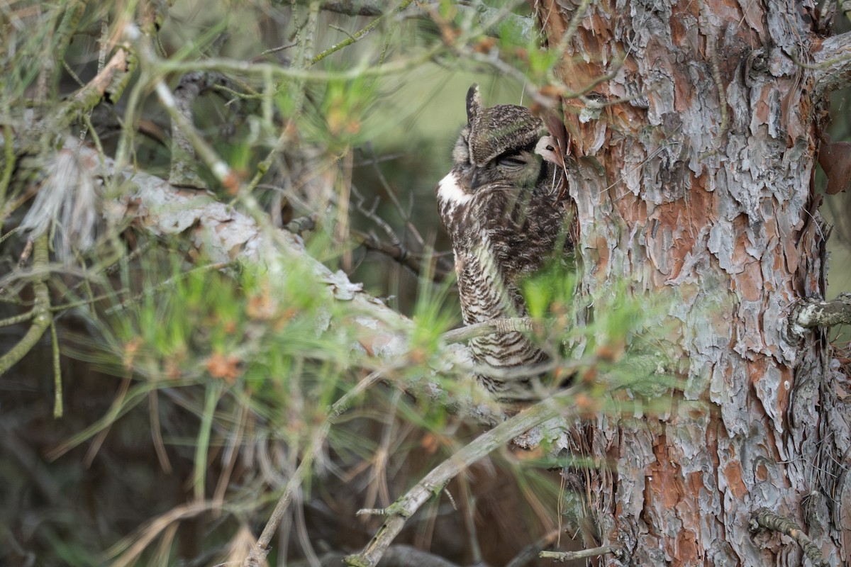 Great Horned Owl - ML618049533