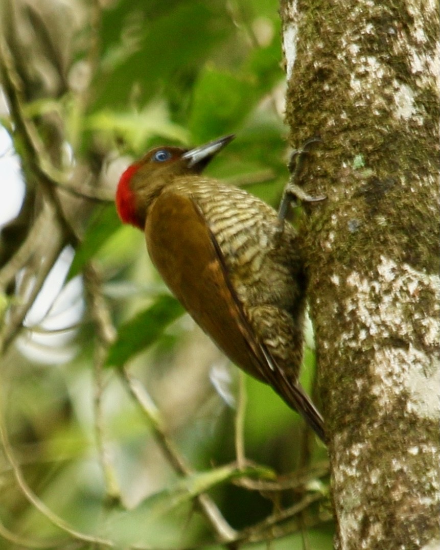 Rufous-winged Woodpecker - Paul Petrus