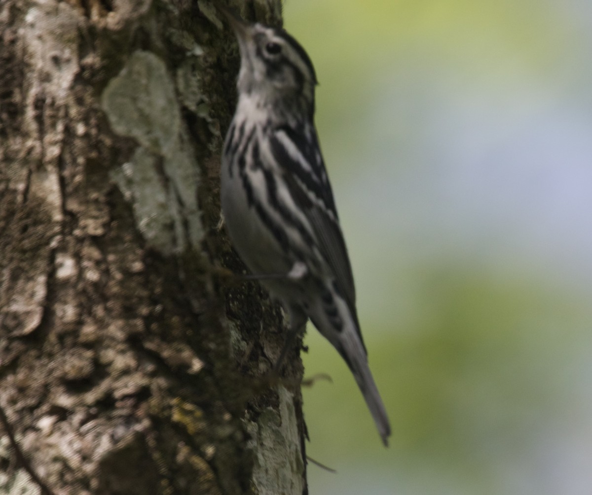 Black-and-white Warbler - ML618049586