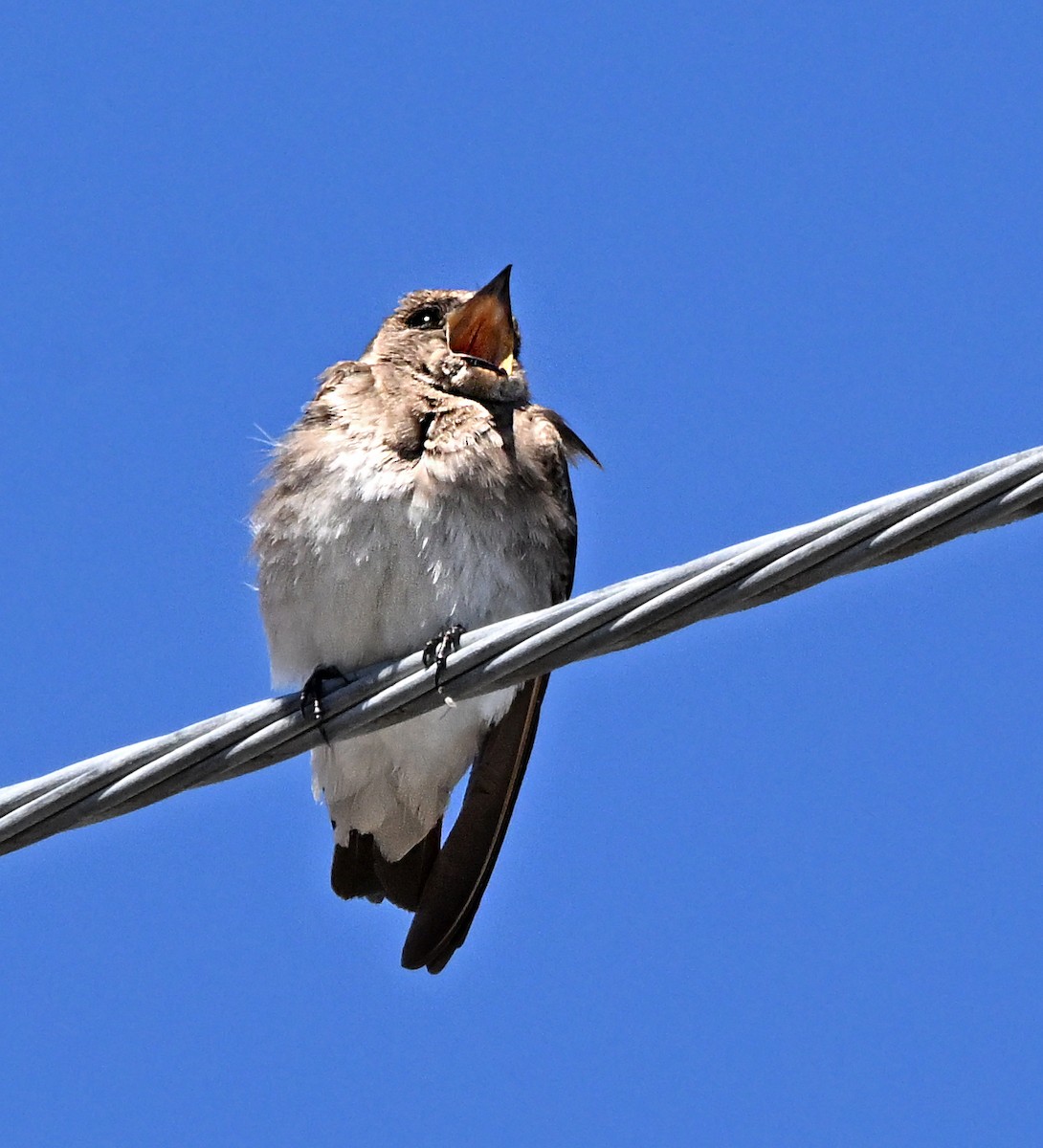 Northern Rough-winged Swallow - ML618049666