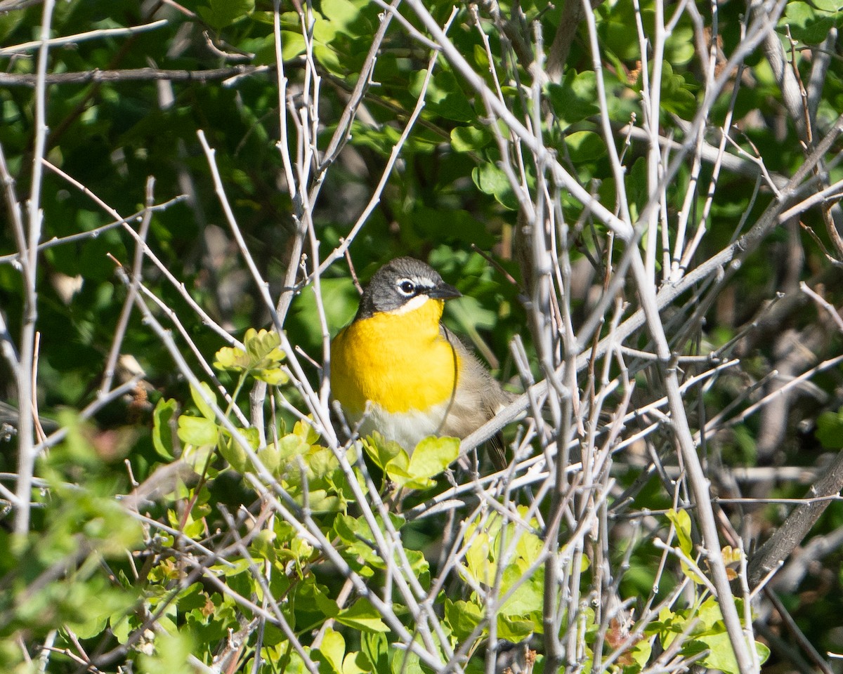 Yellow-breasted Chat - ML618049667