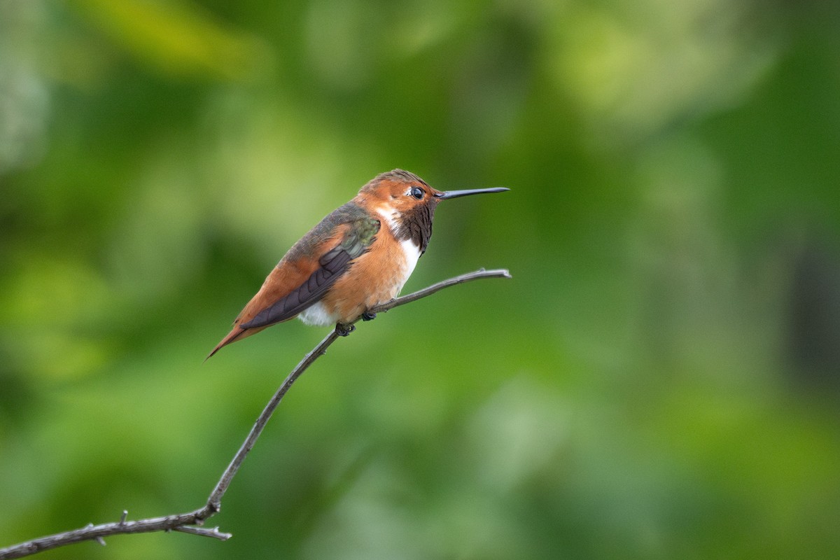 Allen's Hummingbird - Erika Lippoldt