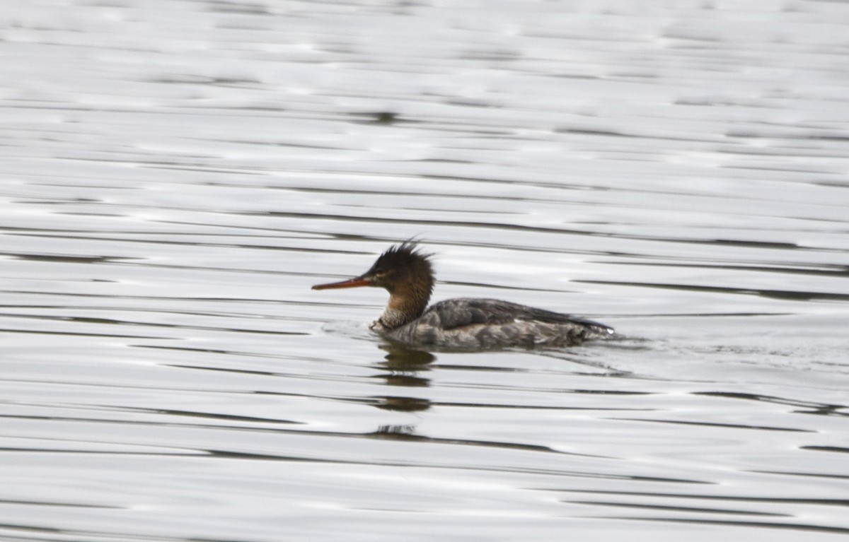 Red-breasted Merganser - Tom and Janet Kuehl