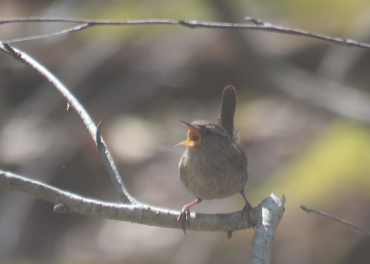 Winter Wren - Mary Ess-Why