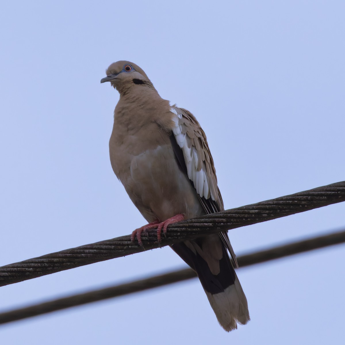 White-winged Dove - Cedric Bear