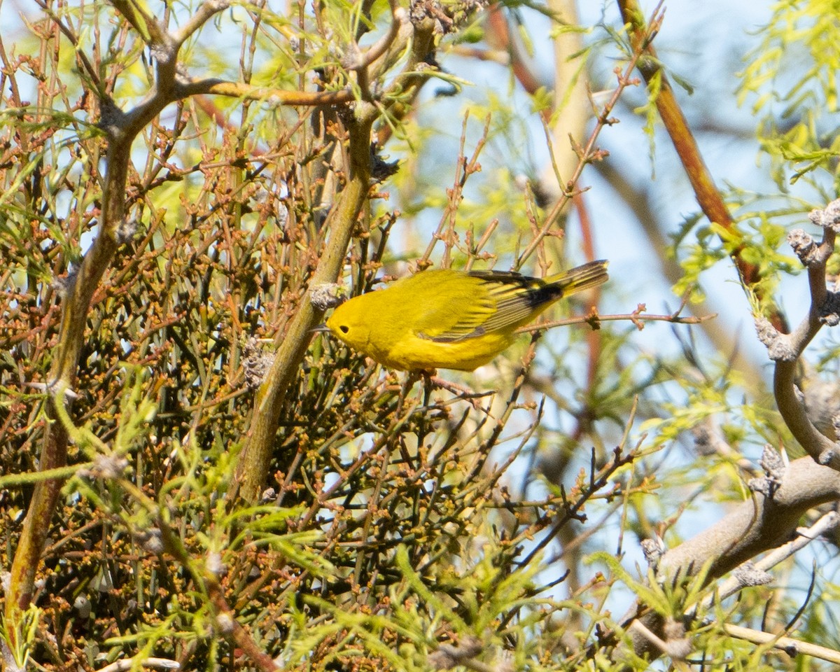Yellow Warbler (Northern) - ML618049738