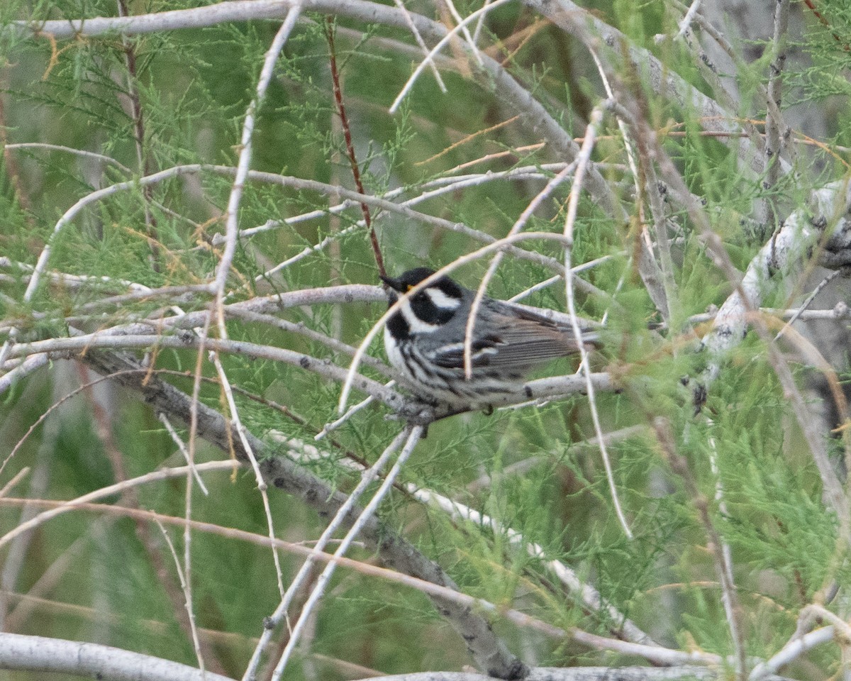 Black-throated Gray Warbler - David Anderson