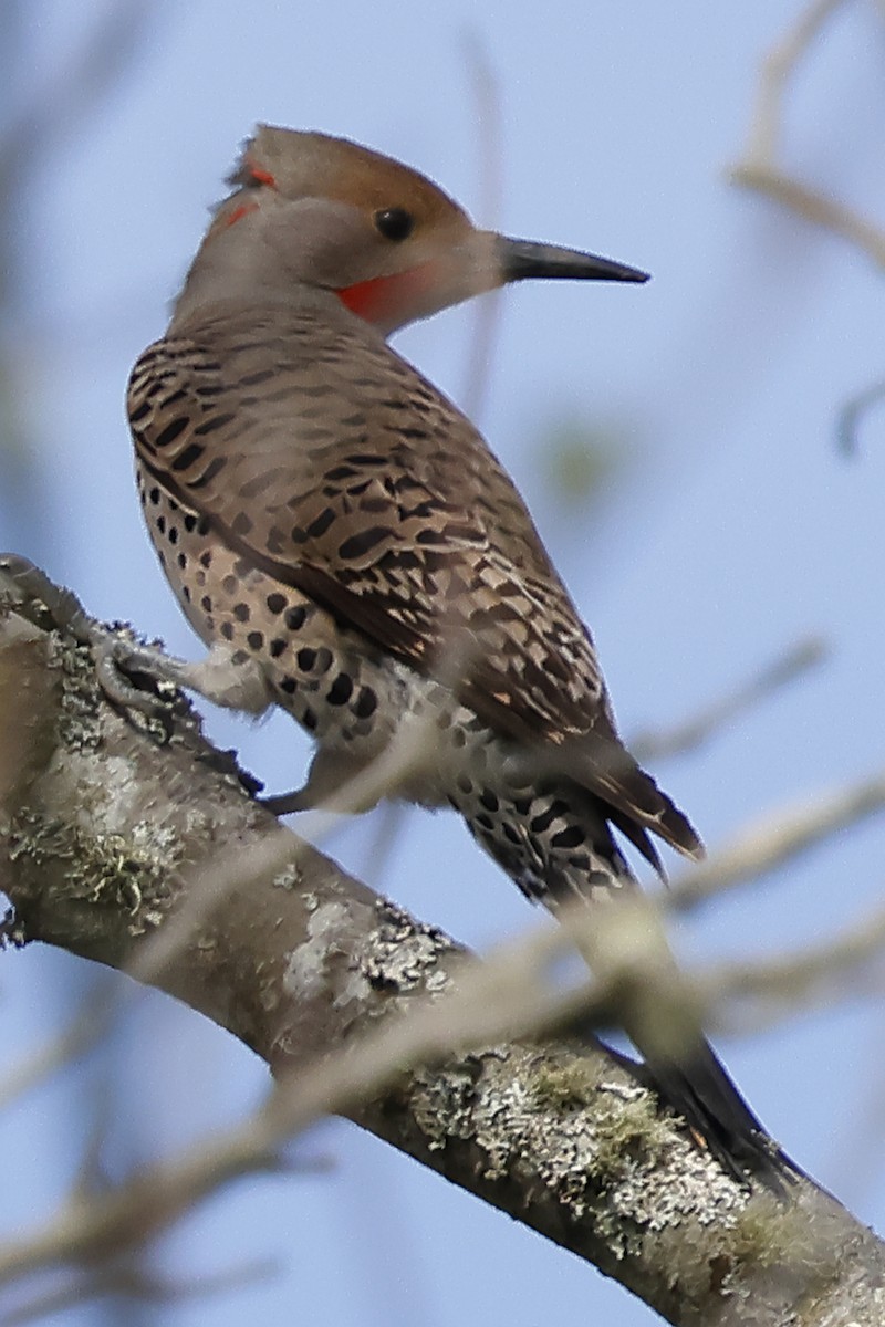 Northern Flicker (Red-shafted) - ML618049751