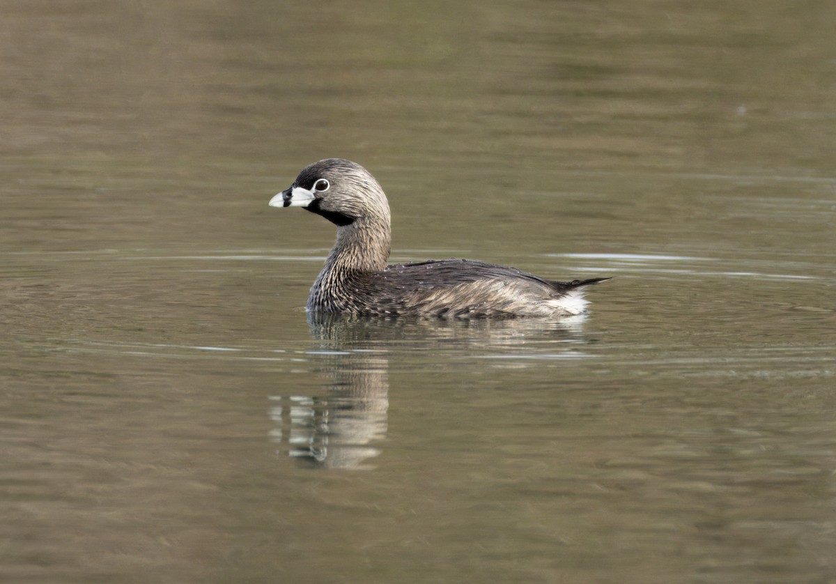 Pied-billed Grebe - Tony Peterson