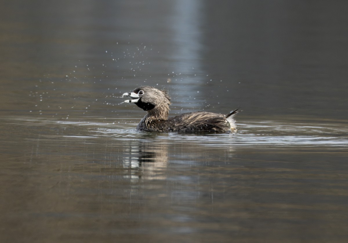 Pied-billed Grebe - Tony Peterson
