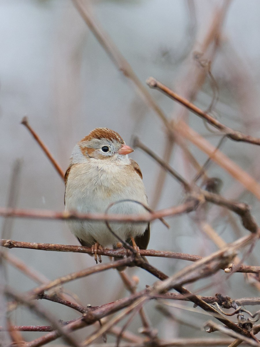 Field Sparrow - ML618049799