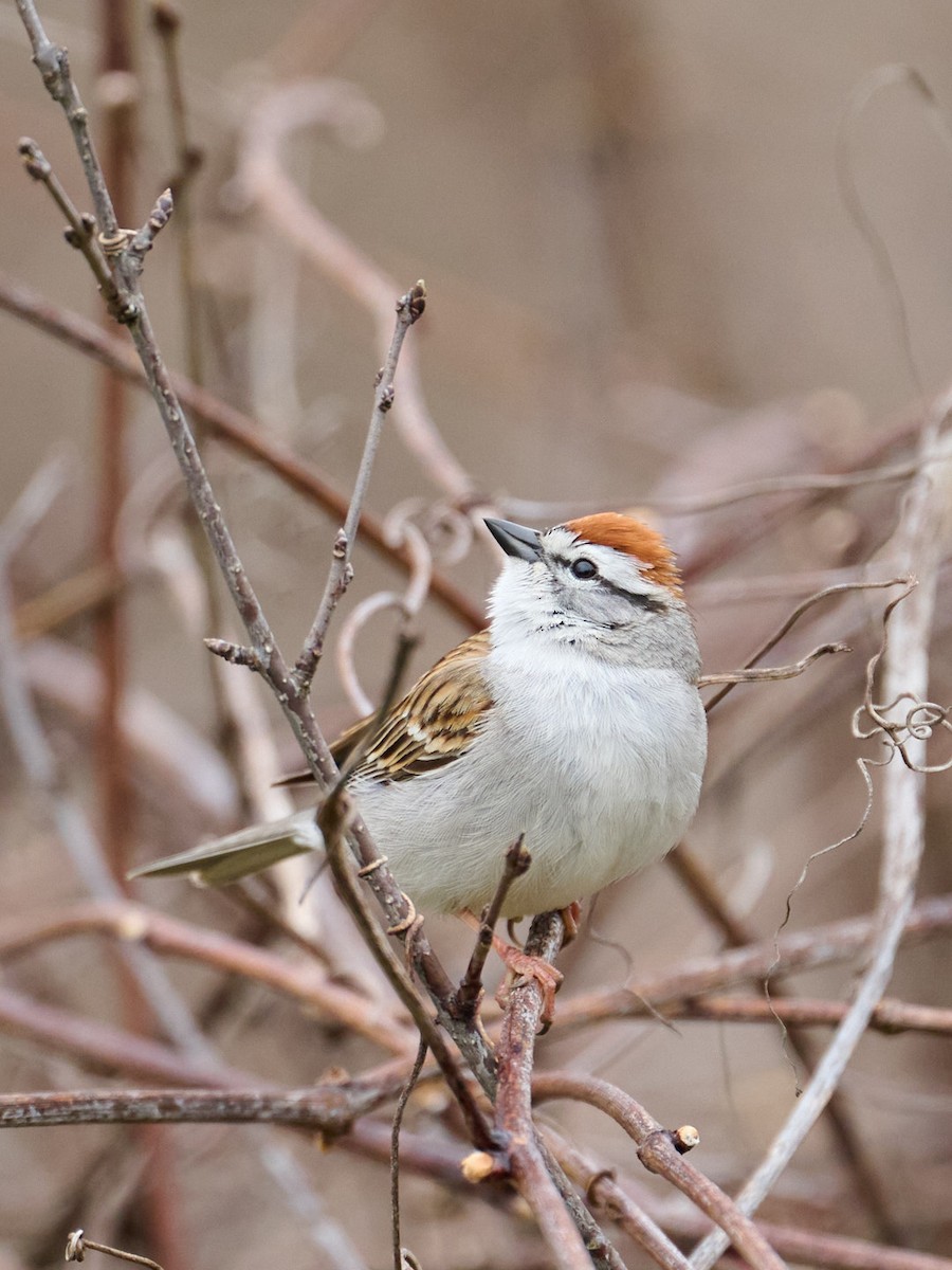 Chipping Sparrow - ML618049804