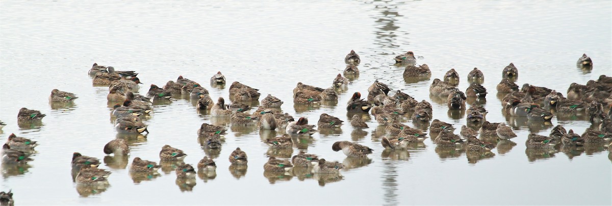 Green-winged Teal - Thomas Smith