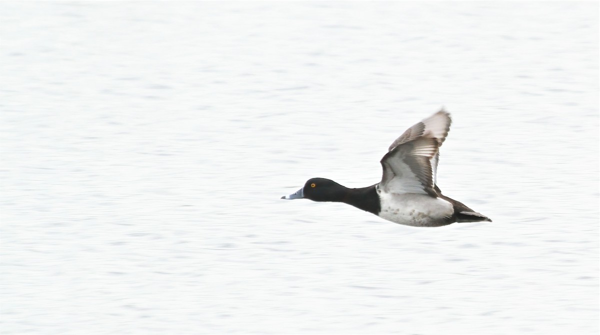Ring-necked Duck - ML618049850