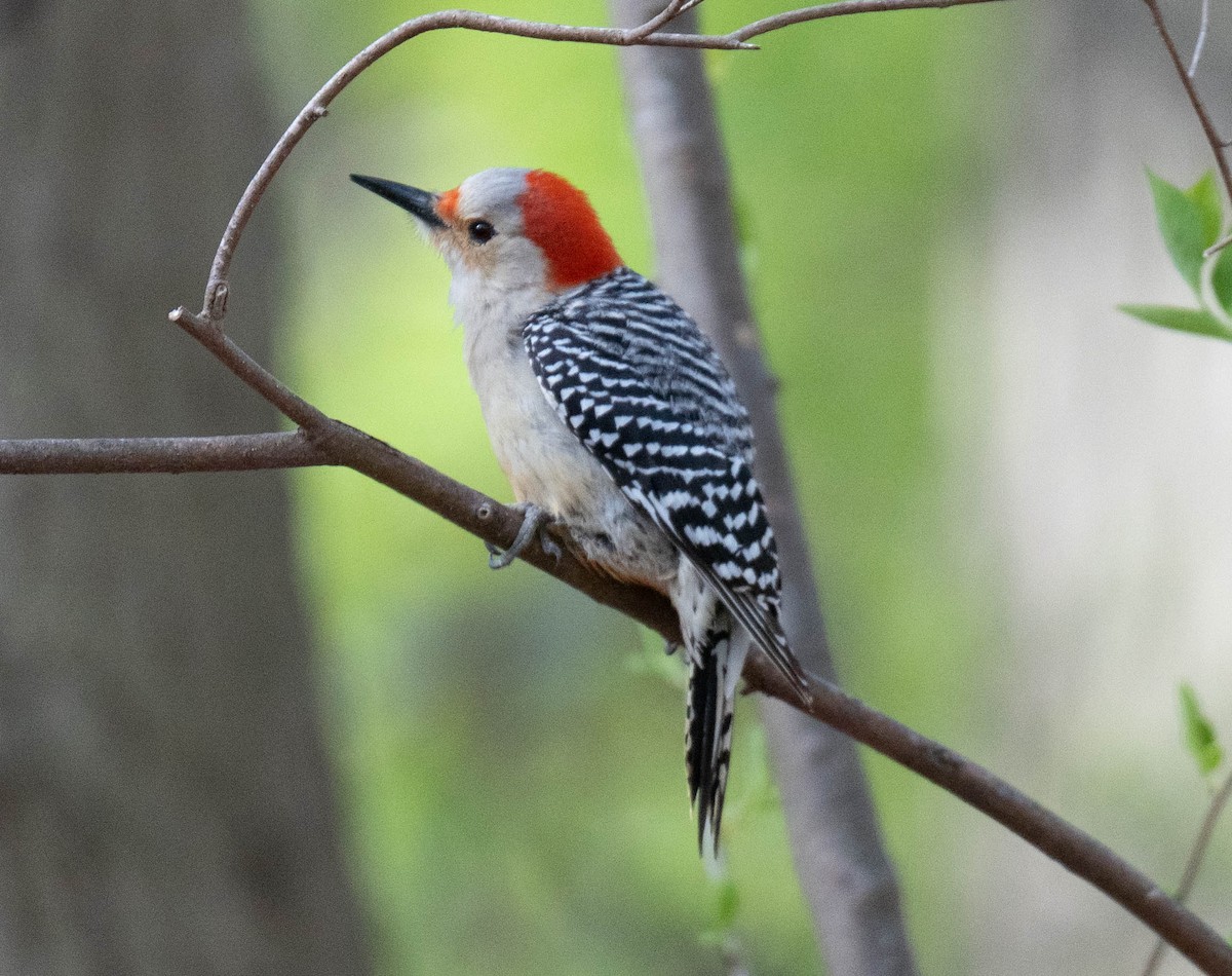 Red-bellied Woodpecker - ML618049890