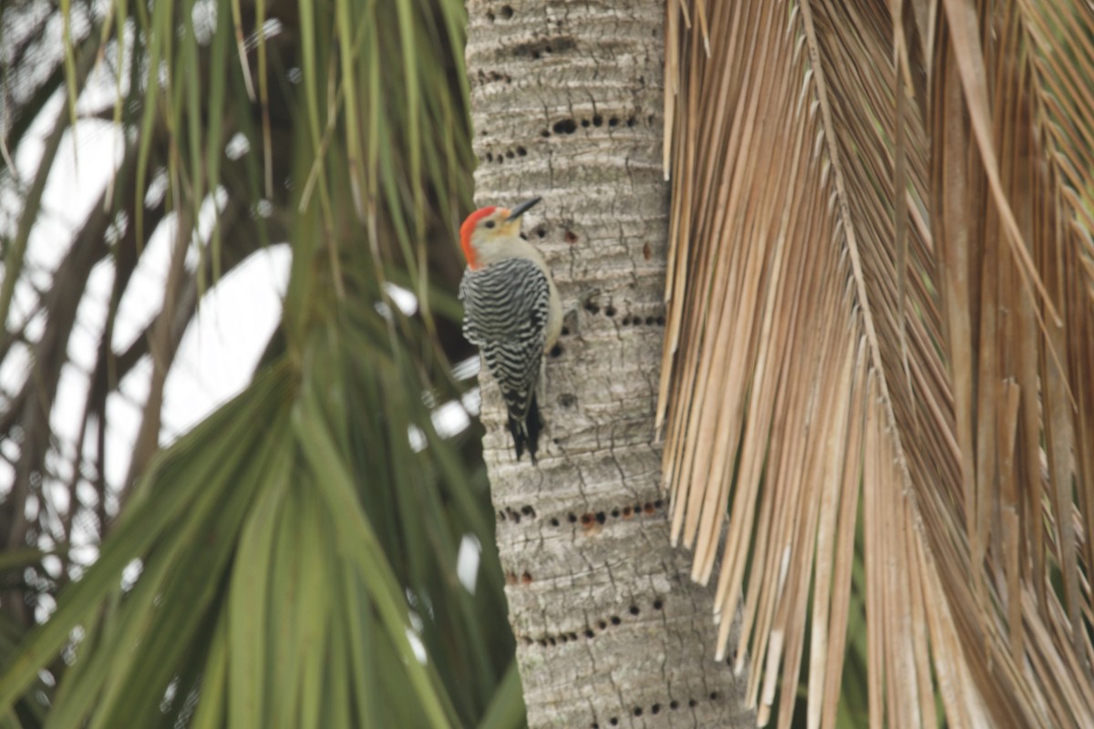 Red-bellied Woodpecker - ML618049917