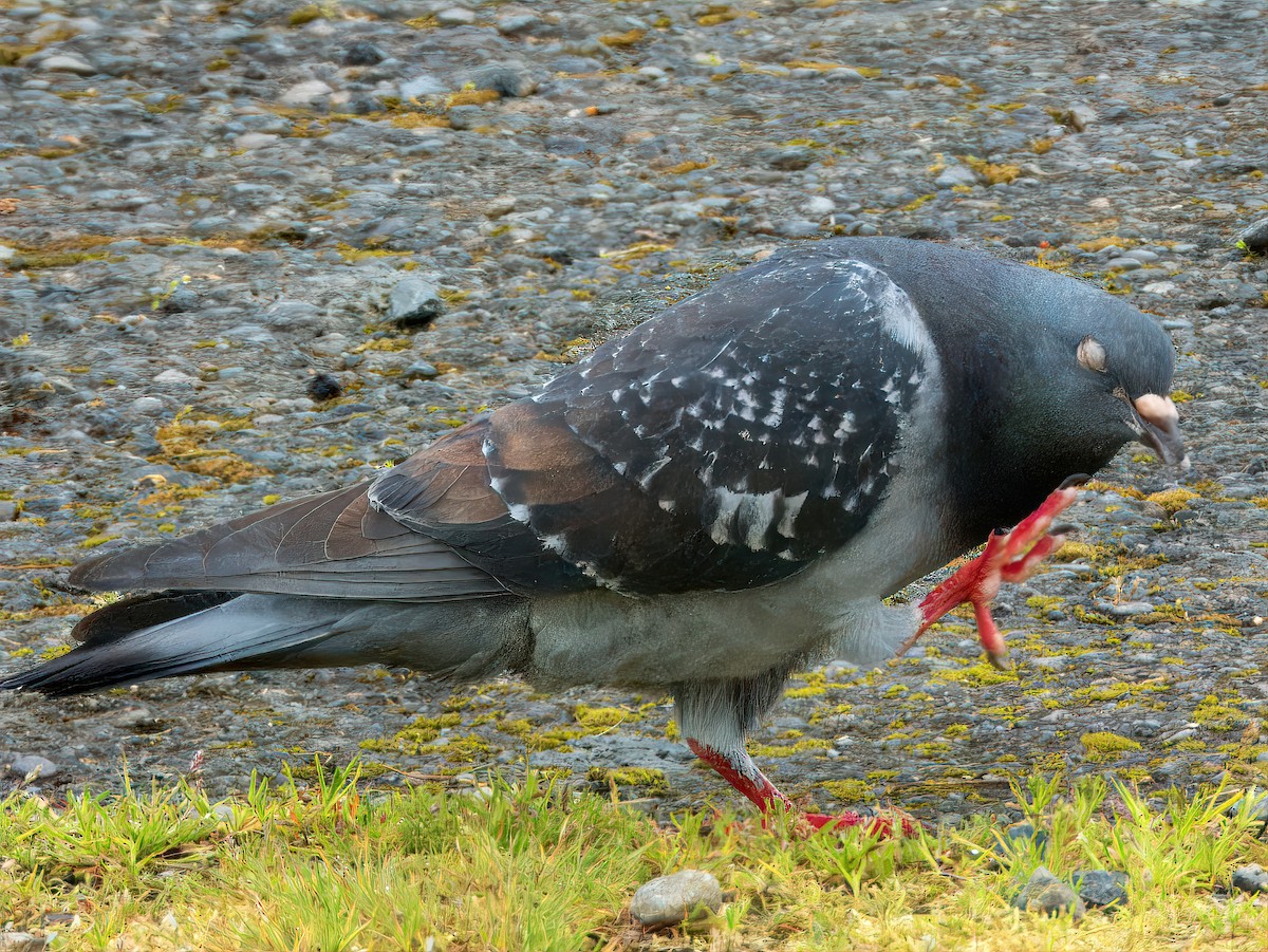 Rock Pigeon (Feral Pigeon) - Dan Tallman