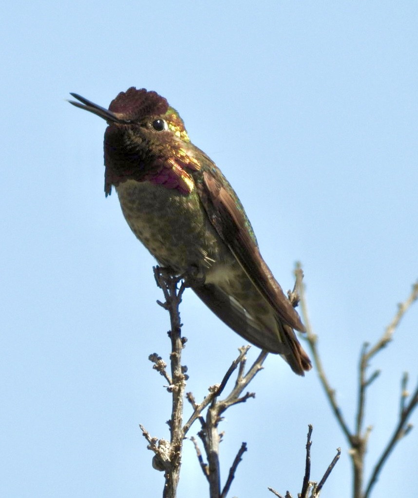 Anna's Hummingbird - Peggy Gierhart
